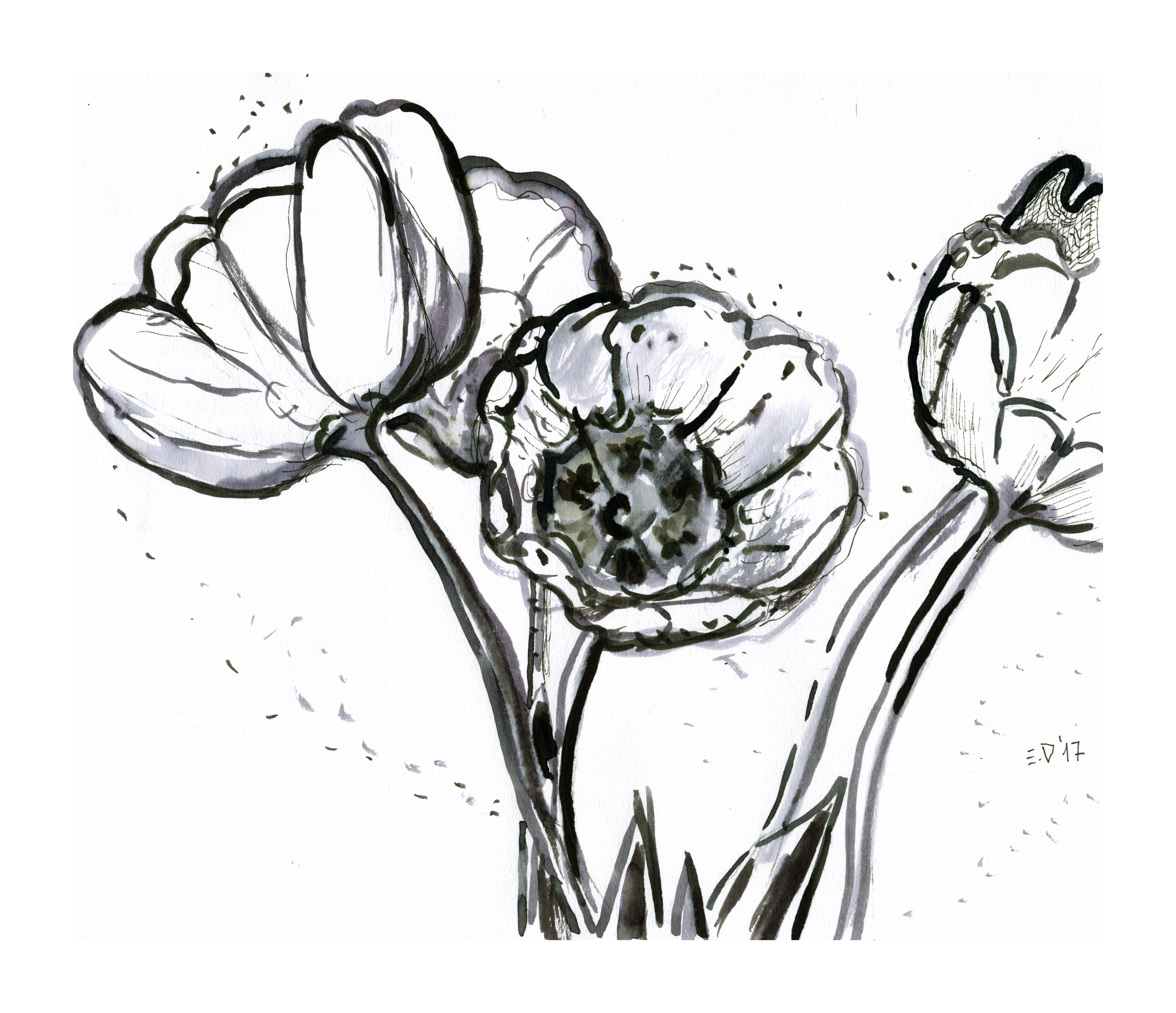 239 Fiori (flowers) 2017